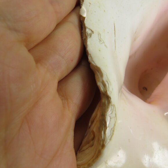 Large Real Conch Sea Shell 9x8" 6" tall has some chips Warm Tan - Picture 11 of 13